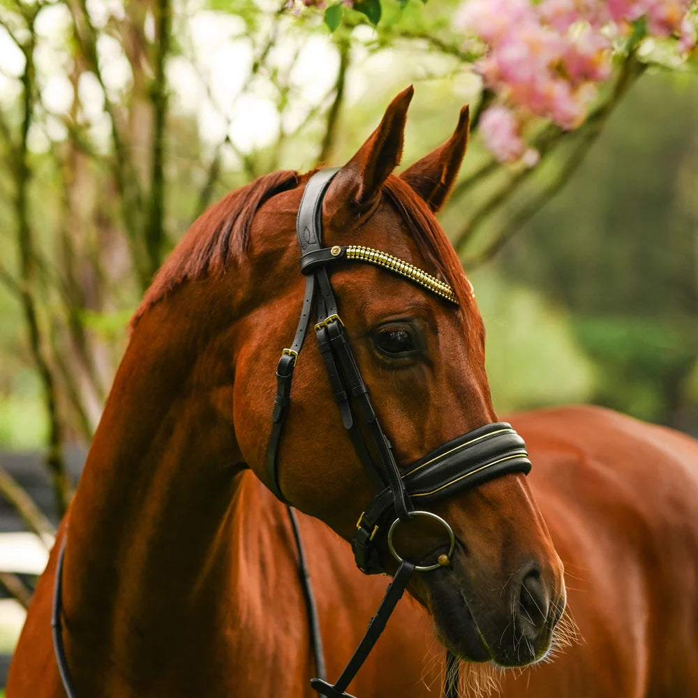 Delta' bridle (cavesson)