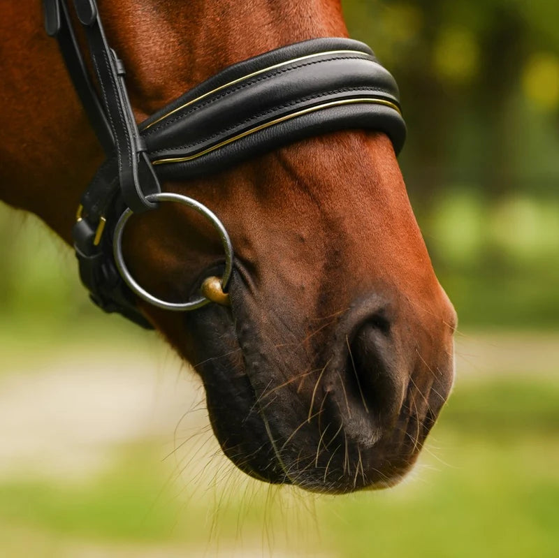 Delta' bridle (cavesson)