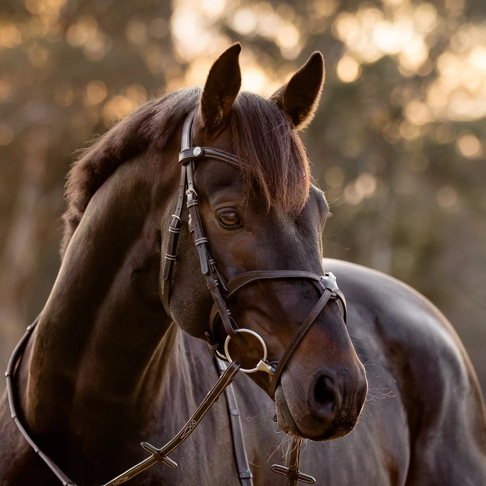 Pia grackle bridle